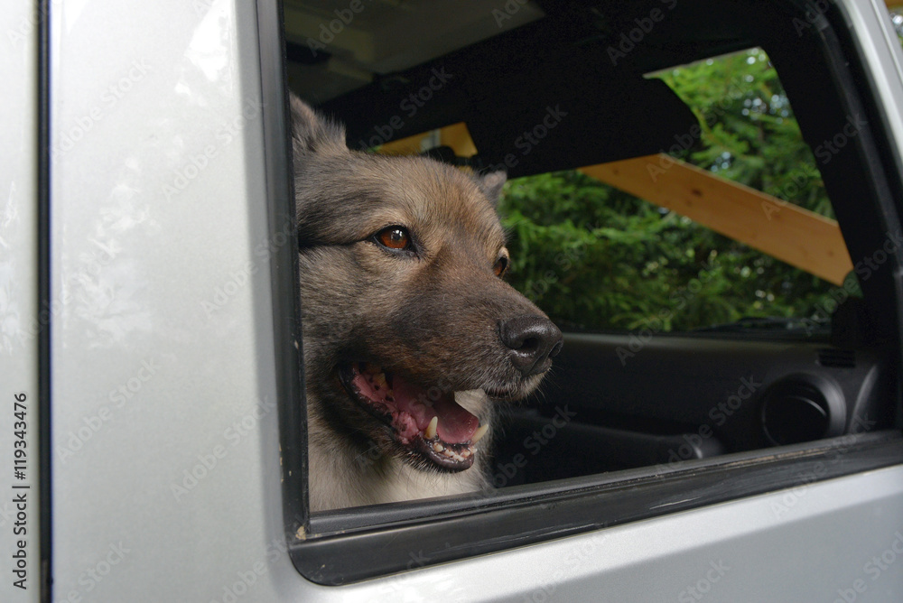 Hund im Auto im Sommer Hitze StockFoto Adobe Stock