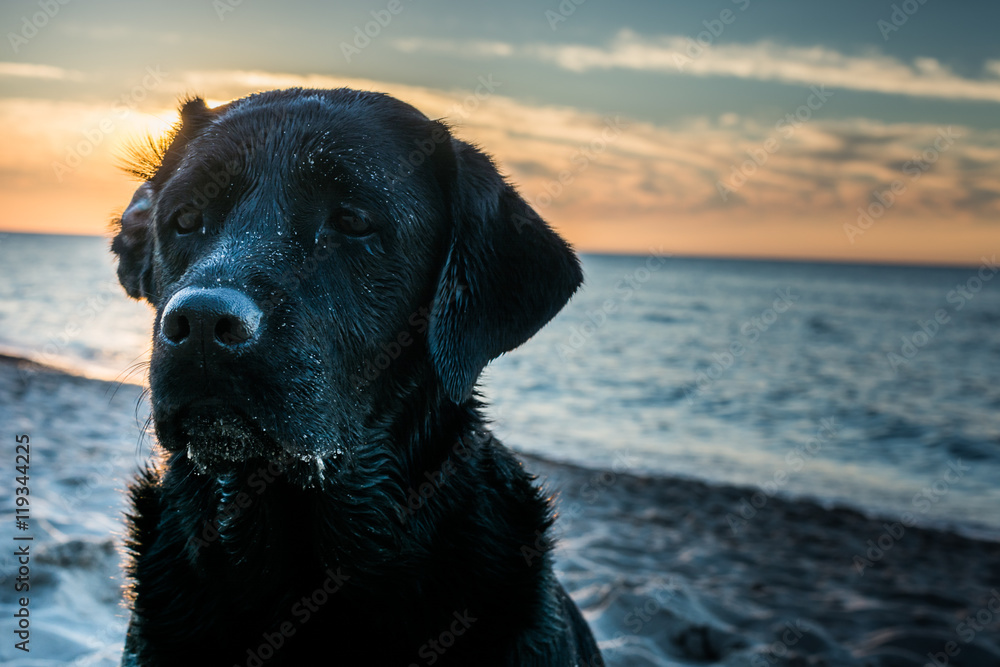 Dark portrait of a wet dog Labrador Retriever with a folded ear sitting on the beach while sunset, seaside in Poland, summertime, orange and blue sky with white clouds Dark portrait of a wet dog Labrador Retriever with a folded ear sitting on the beach while sunset, seaside in Poland, summertime, orange and blue sky with white clouds