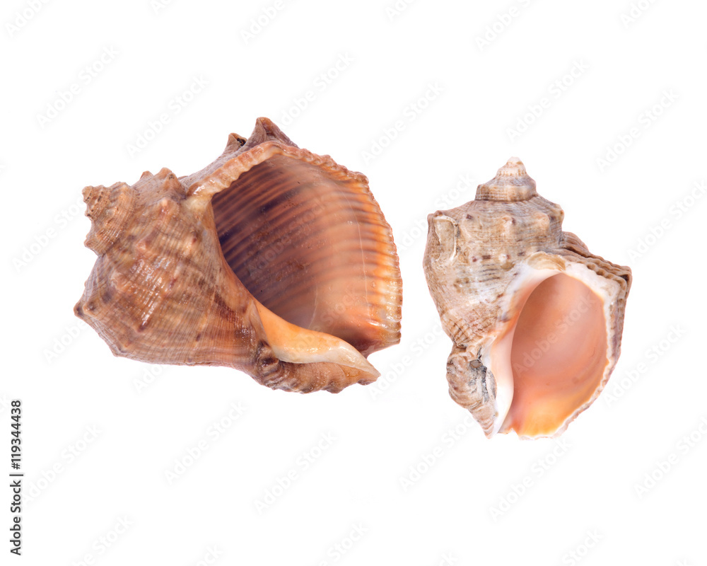 Decorative sea shell separated on white background Decorative sea shell separated on white background