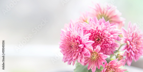 Beautiful pink chrysanthemum flower
