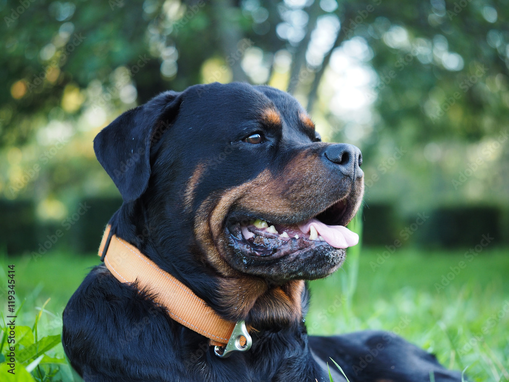 Thoroughbred rottweiler deals