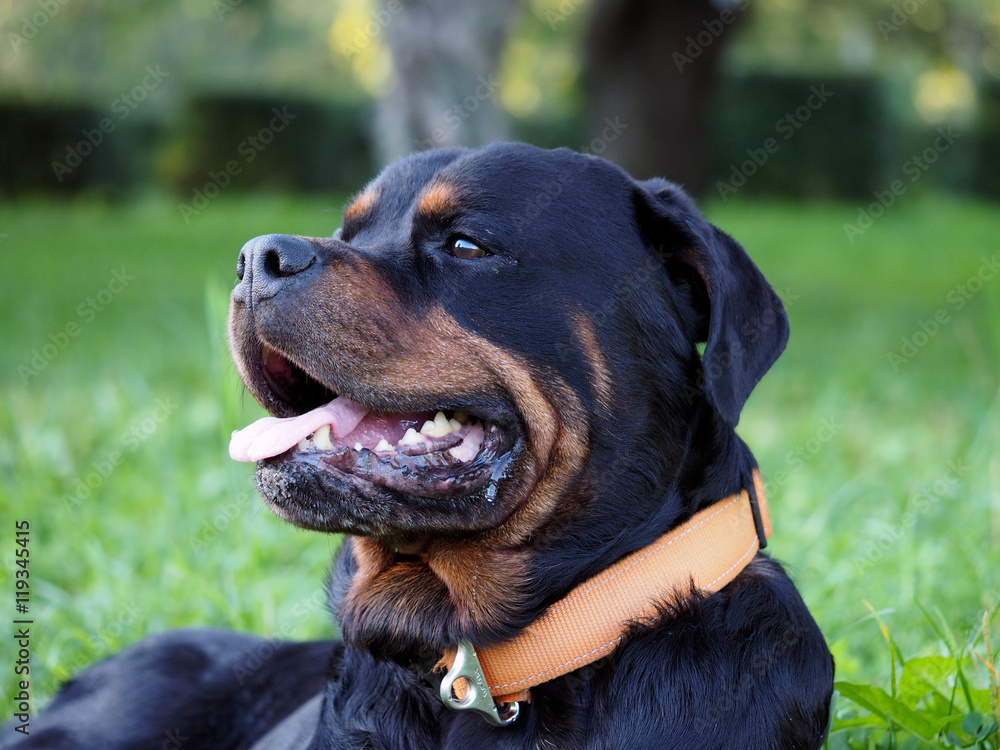 Portrait of a big thoroughbred dog - a Rottweiler. Background park, green grass