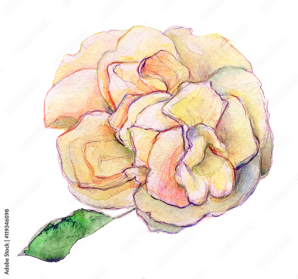 Obraz premium white shade of pink and yellow rose flower - watercolor isolated on background