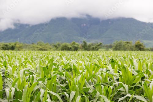 green corn leaves backgroung is coudy and mountain