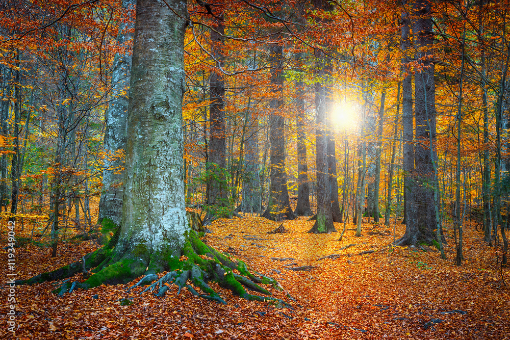 Fototapeta premium Spectacular autumn colorful forest landscape