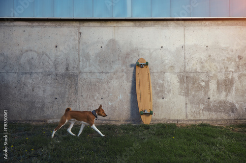 Young brown and white basenji dog runs along a gray concrete wall where a wooden longboard is standing © BublikHaus