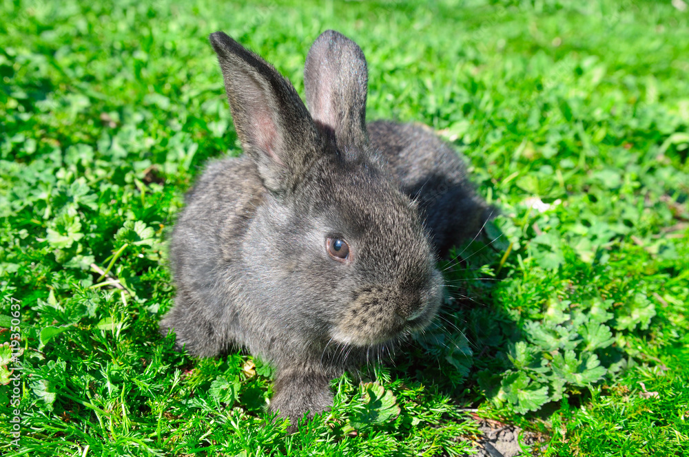 little rabbit on green grass background little rabbit on green grass background