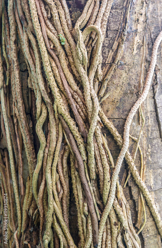 tree root background