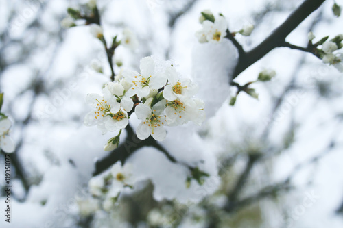 Cherry blossoms in the snow