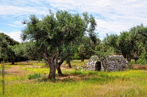 Pajare zwischen Olivenbäumen im Salento