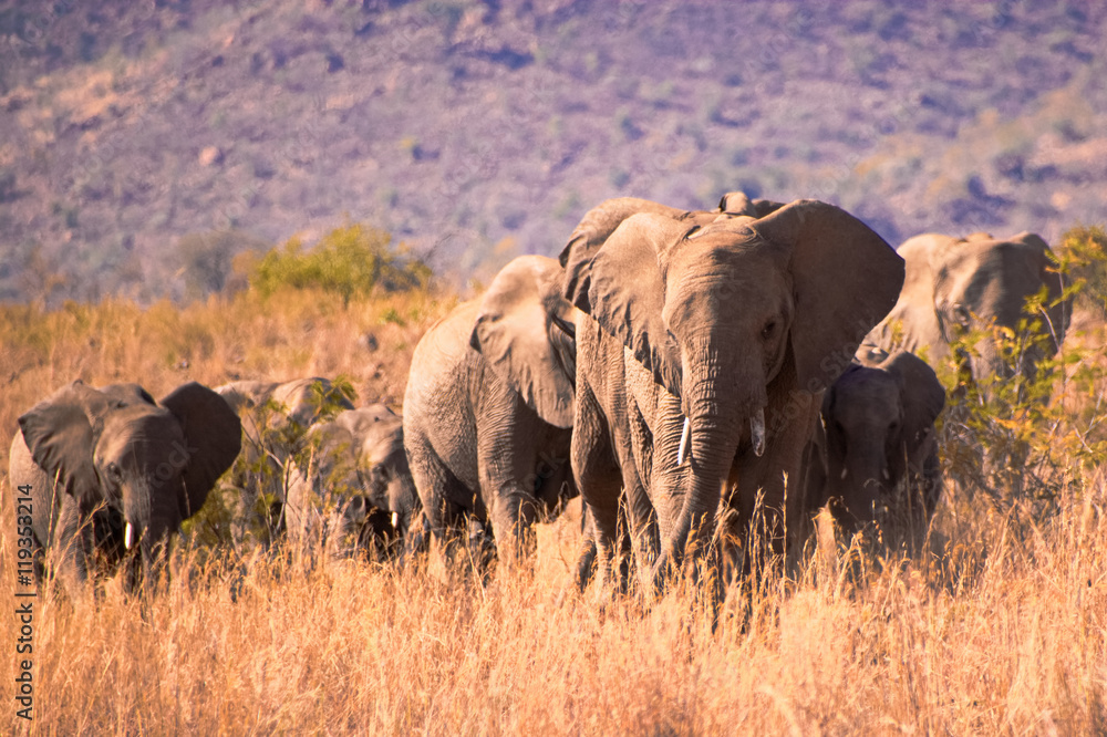 African elephant herd strolling through the dry South African winter landscape