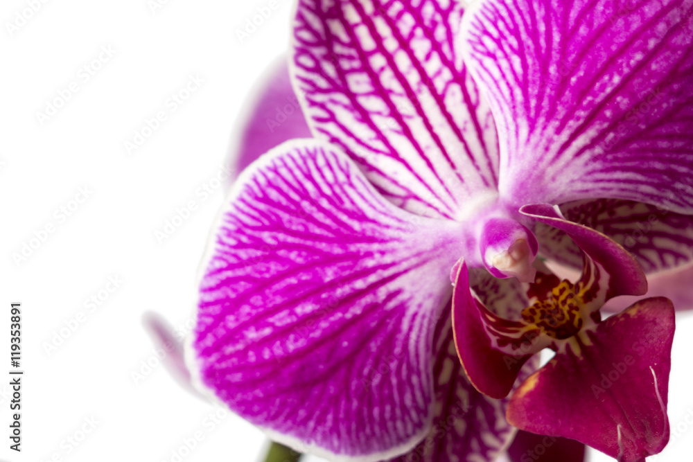 Pink orchid in pot on white background. Pink orchid in pot on white background.