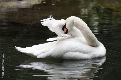 The White Swan Floating On A Pond