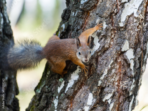 Squirrel on a birch tree trunk