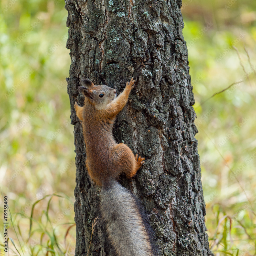 Squirrel on the tree trunk Squirrel on the tree trunk