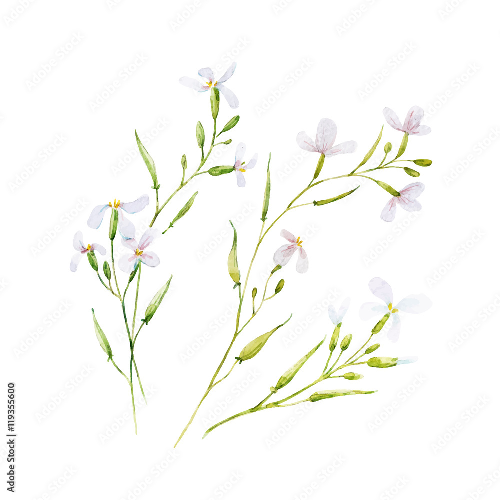 Watercolor white vector flowers
