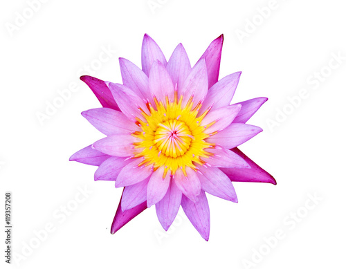 Purple lotus on white isolate background