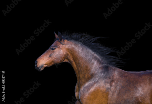 Fototapeta Naklejka Na Ścianę i Meble -  Portrait of the light brown horse on the black background