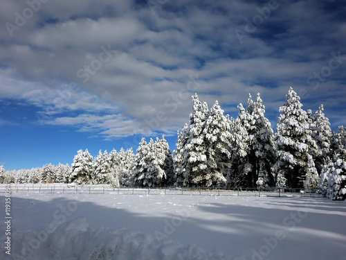 Snowy winter evergreen pine tree forest with blue sky