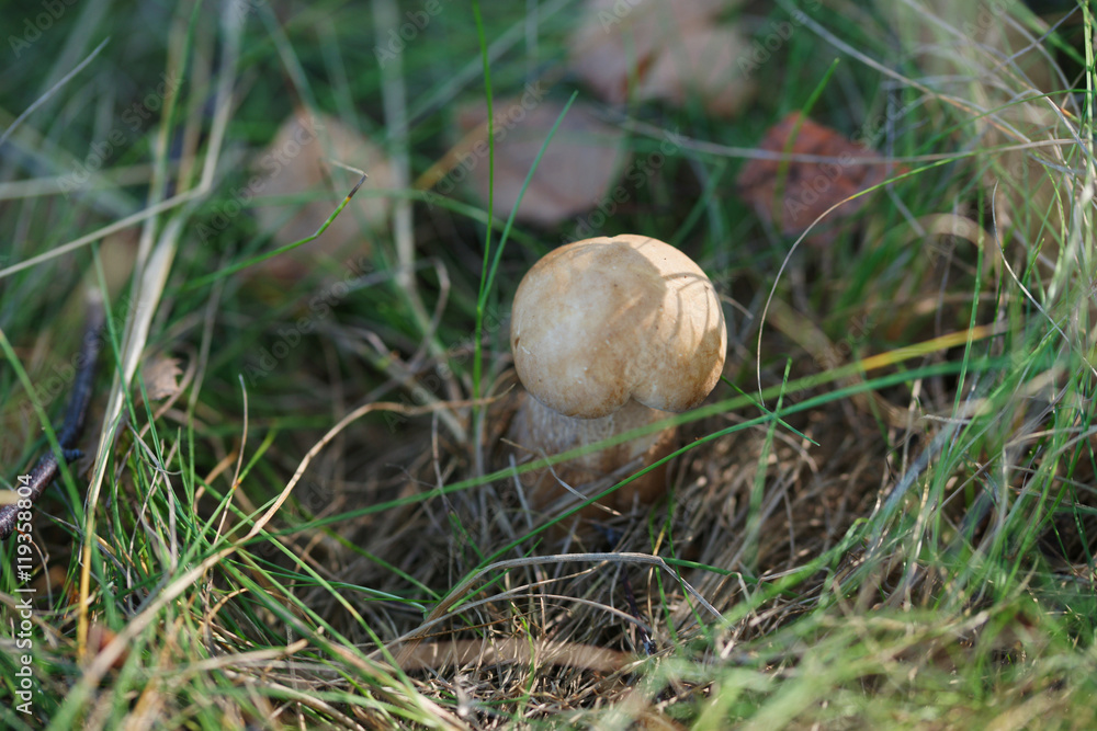 White mushroom in the forest White mushroom in the forest