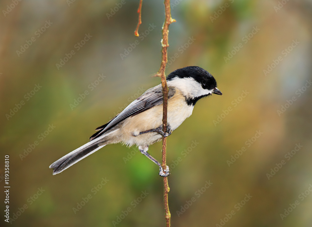 Fototapeta premium Carolina chickadee