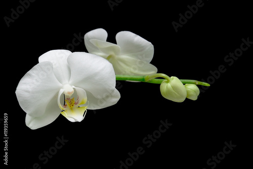 flowers white orchid isolated on black background close up