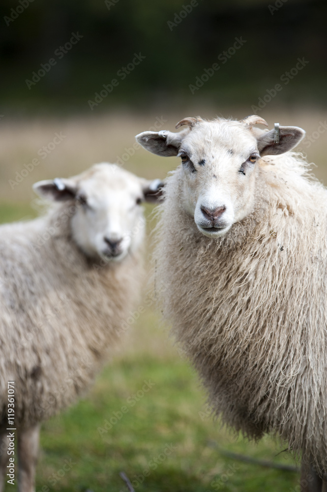 Sheep looking at camera, Ronneby, Blekinge, Sweden Sheep looking at camera, Ronneby, Blekinge, Sweden