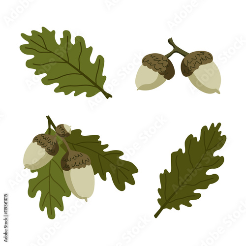 Oak leaves and acorns vector set.
