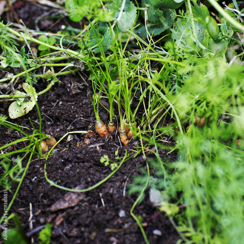 Carrots in garden, Sollentuna, Sweden photo