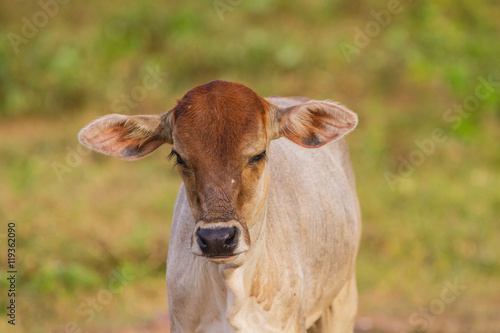 cow eating grass at the field