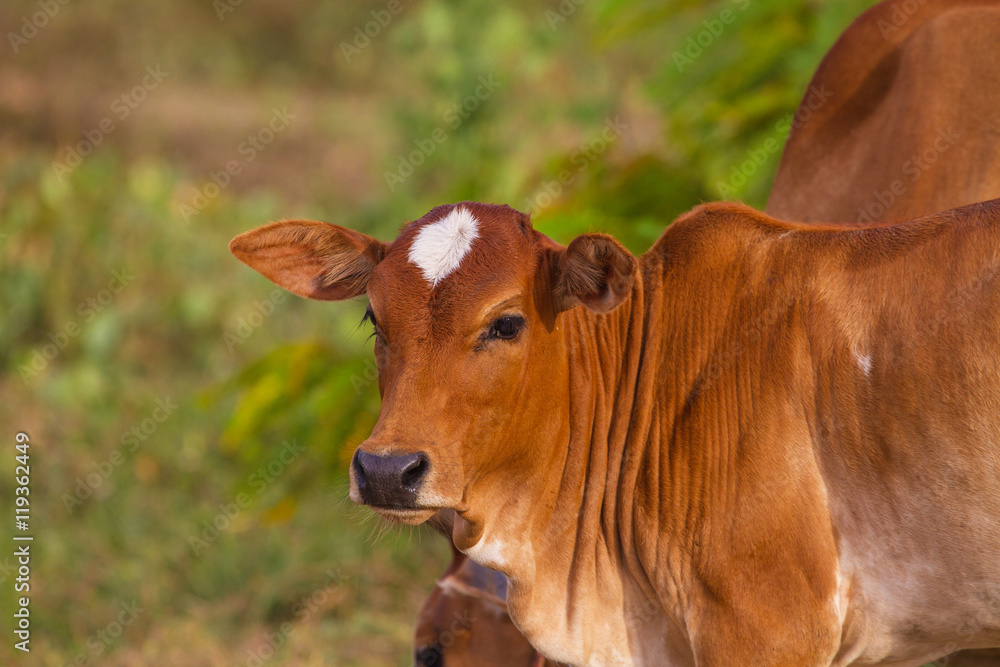 cow eating grass at the field