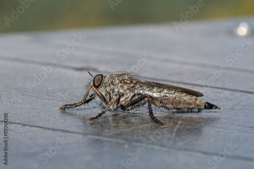 Billede på lærred Closeup horsefly