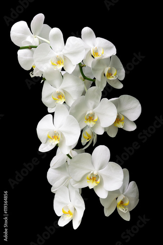 large white orchid branch isolated on black background