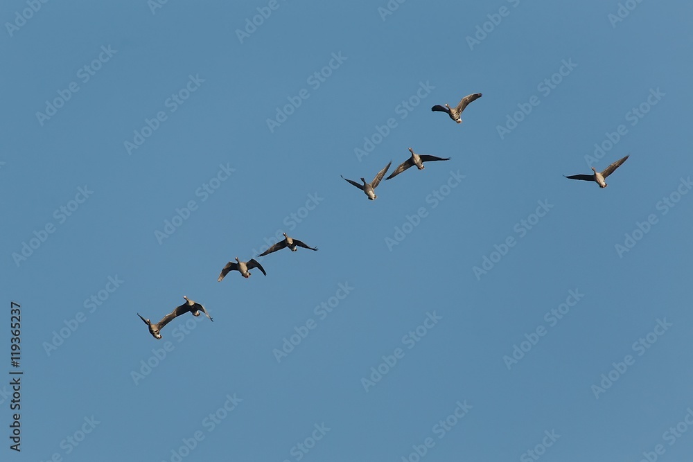 Geese Flying Up