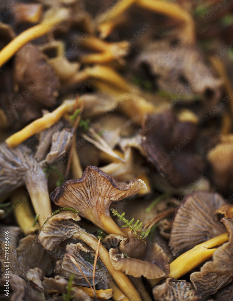 Funnel-shaped chanterelles, close-up Funnel-shaped chanterelles, close-up