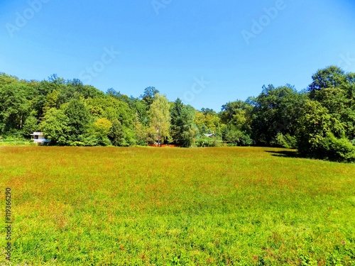 Meadow and deciduous forest in wild nature