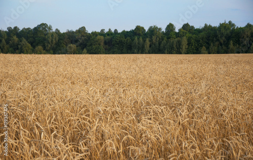 agriculture, farming, cereal, field of ripening wheat ears or ry