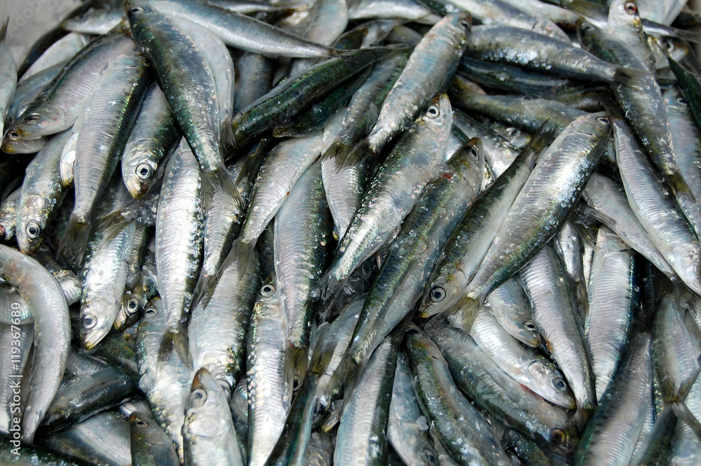Sardinas en la pescadería 