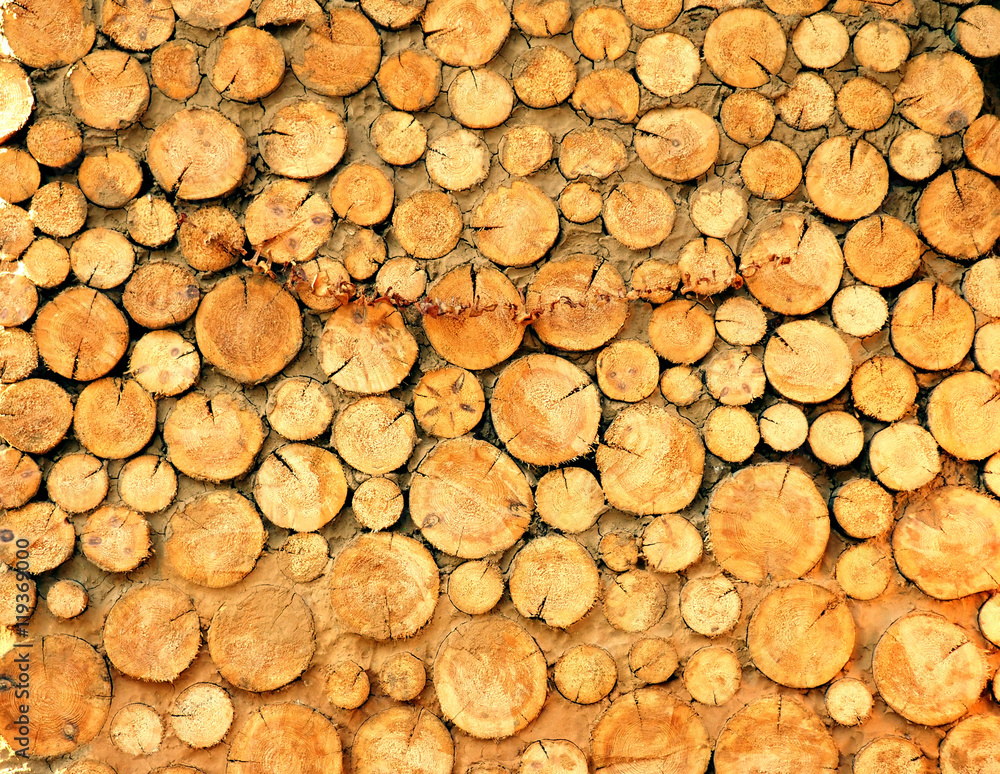 Wood texture background have many logs that cut from big trees and small Wood texture background have many logs that cut from big trees and small