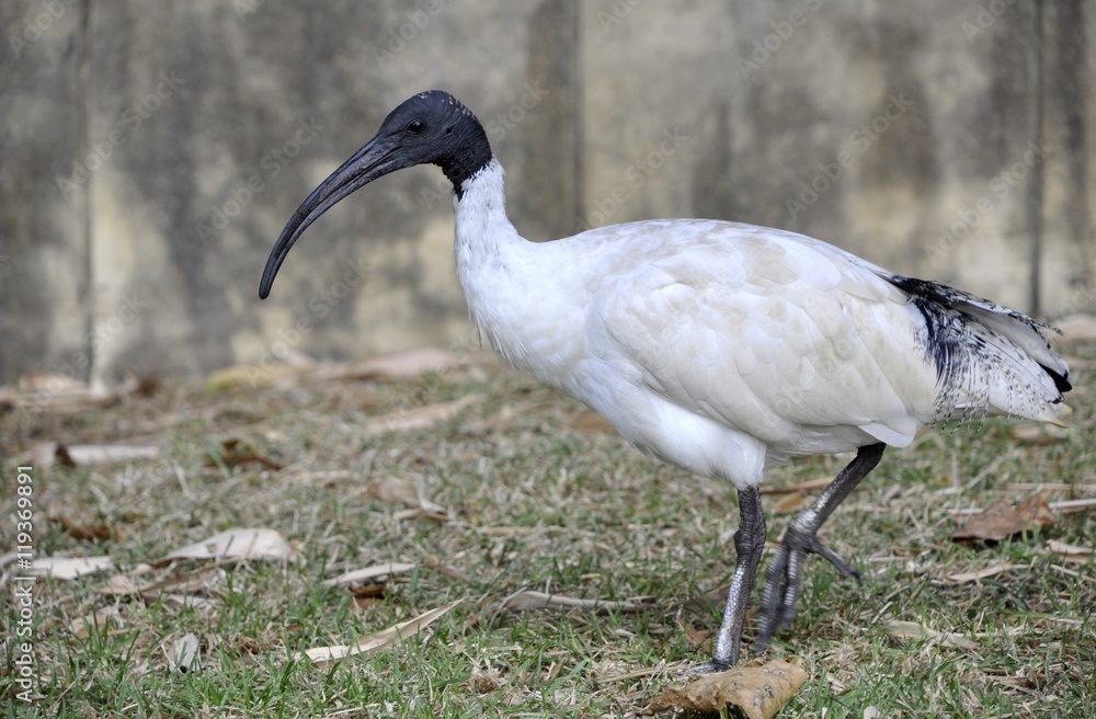 Naklejka premium Australian White Ibis at the Royal Botanical Gardens, Sydney NSW Australia