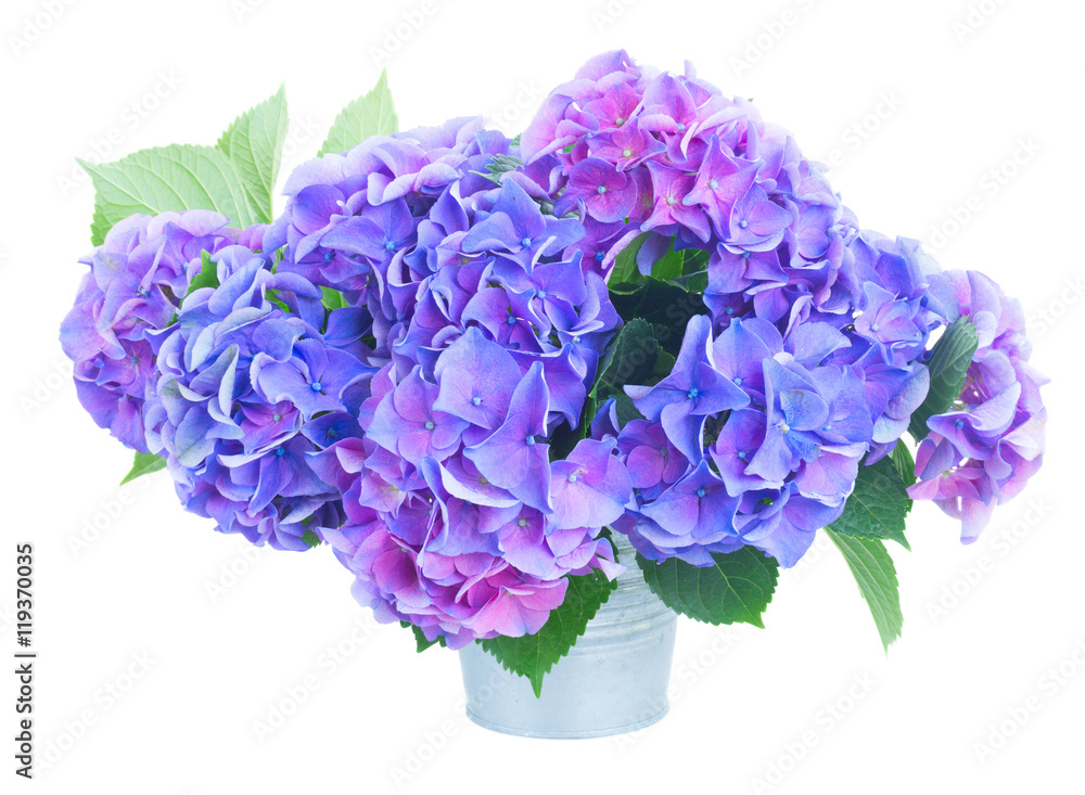 Obraz premium blue and violet hortensia flowers