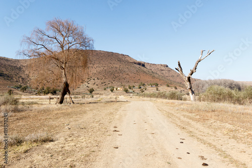 Life And Death Trees - Nieu-Bethesda