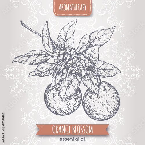 Orange blossom sketch on elegant lace background.