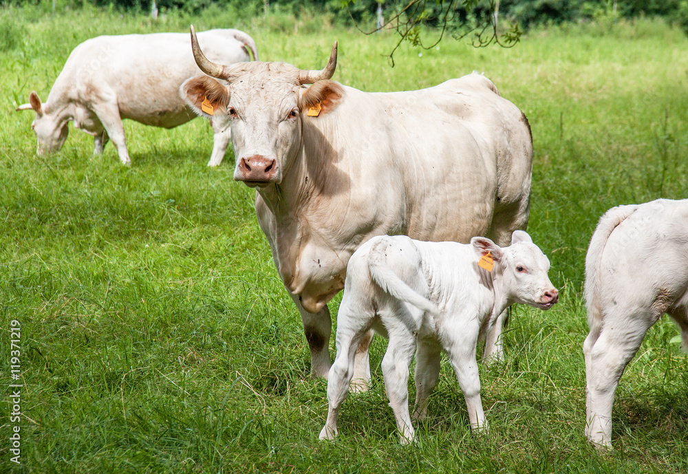 Vache charolaise et veaux en pature Vache charolaise et veaux en pature