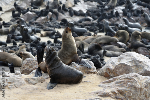 Wild cape fur seals colony  Namibia