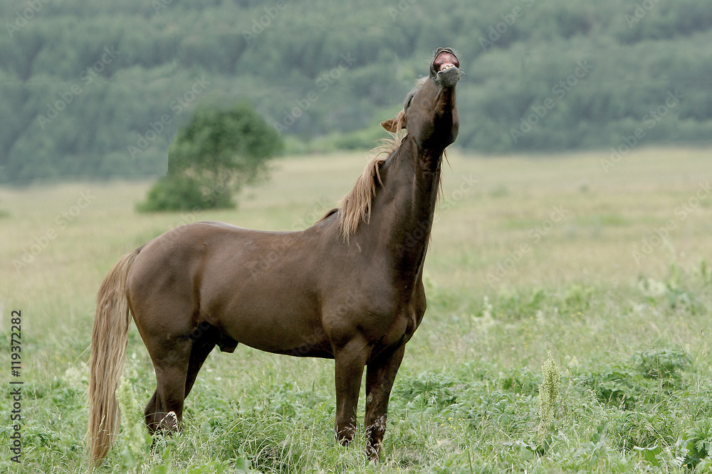 the big stallion laughs on a green meadow the big stallion laughs on a green meadow