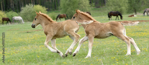two young stallion galloping on a green meadow