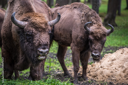 European buffalo in a park is an endangered species