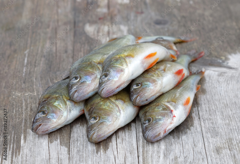 European bass fish laying on a bridge European bass fish laying on a bridge