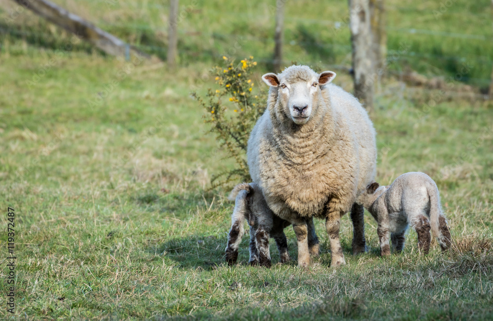 Fototapeta premium Lambs Feding Time